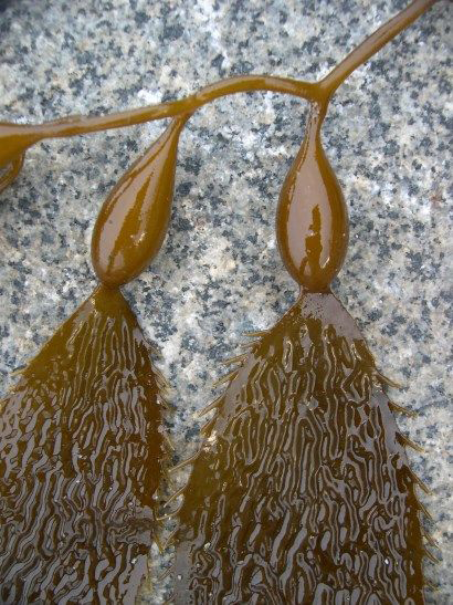 Closer-view-of-Giant-Kelp