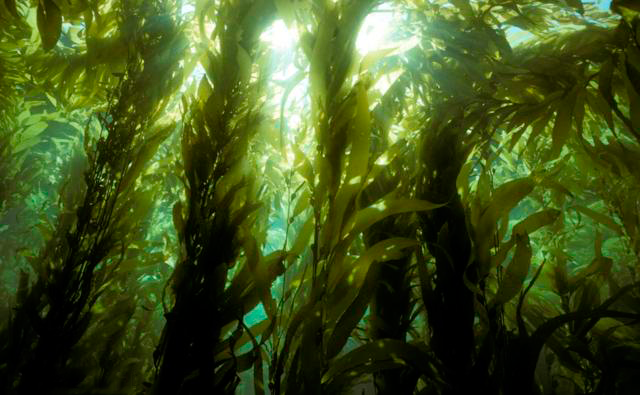 Giant-Kelp-Forest