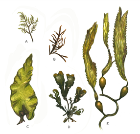 Plant-Illustration-of-Giant-Kelp