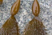 Closer-view-of-Giant-Kelp
