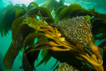 Giant-Kelp-Plant