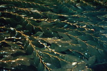 Giant-Kelp-floating-on-the-surface-of-the-water