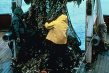 Giant-Kelp-harvesting
