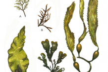 Plant-Illustration-of-Giant-Kelp