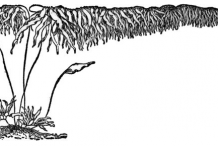 Sketch-of-Giant-kelp