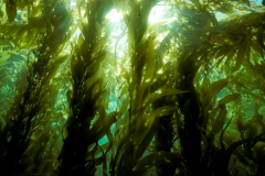 Giant-Kelp-Forest