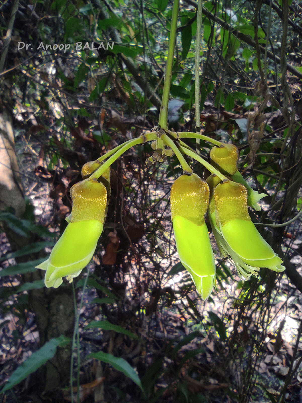 Flowering-buds-of-Giant-Mucuna
