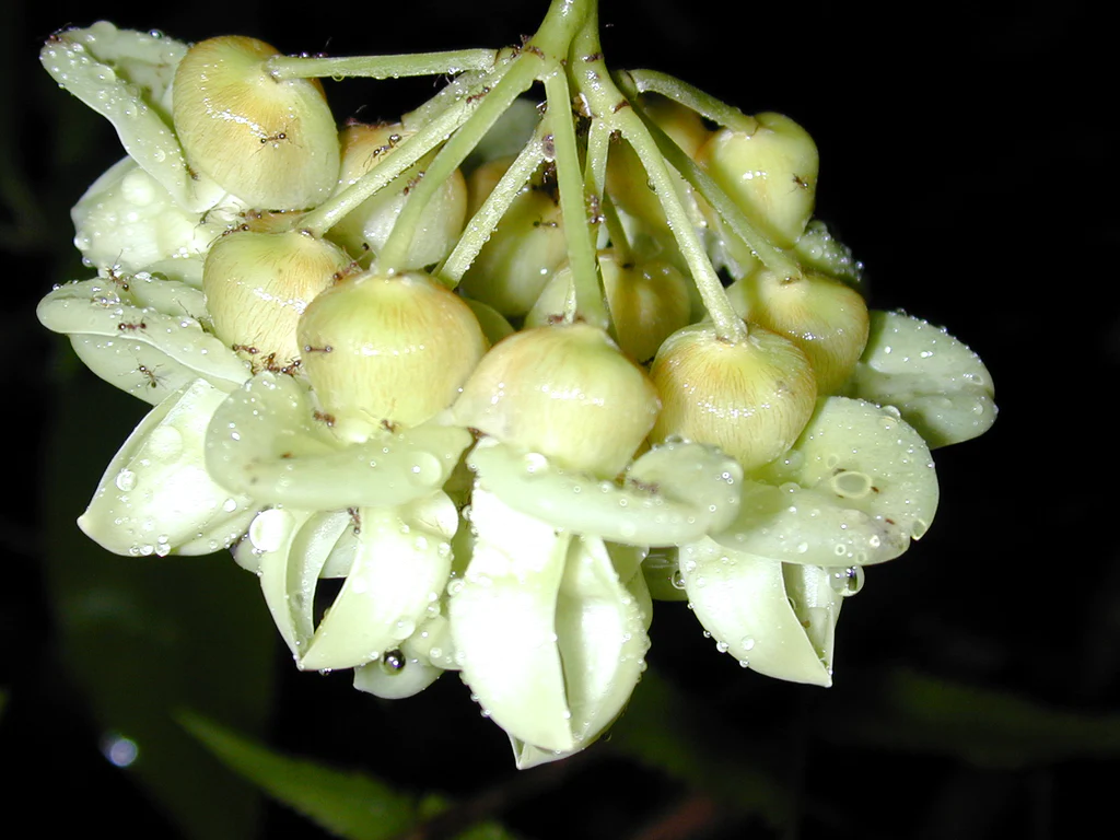 Flowers-of-Giant-Mucuna