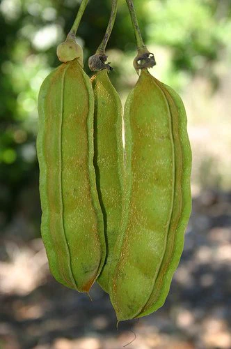 Immature-fruits-of-Giant-Mucuna
