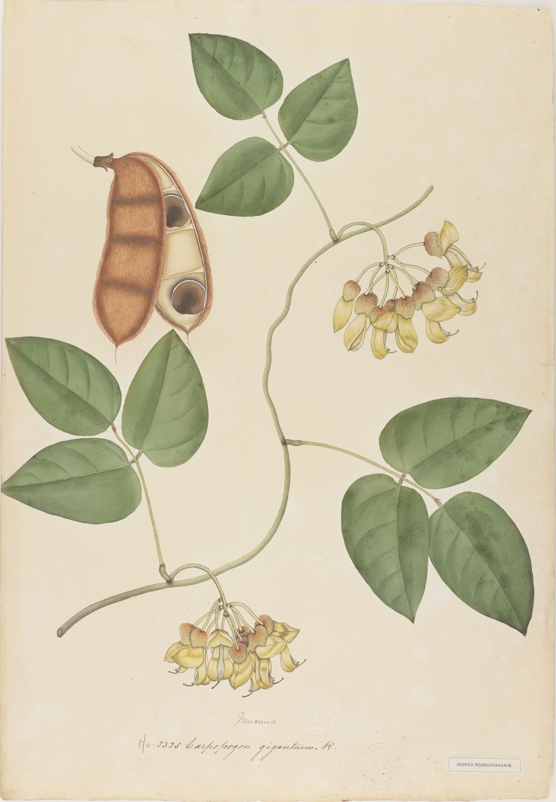 Plant-Illustration-of-Giant-Mucuna