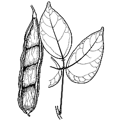 Sketch-of-Giant-Mucuna