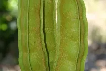 Immature-fruits-of-Giant-Mucuna
