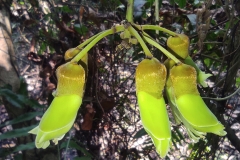 Flowering-buds-of-Giant-Mucuna