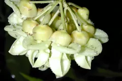 Flowers-of-Giant-Mucuna