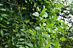 Giant-Mucuna-plant