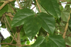 Leaves-of-Giant-Mucuna