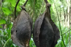 Mature-fruits-of-Giant-Mucuna