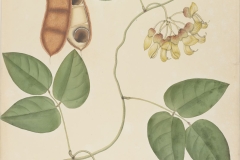 Plant-Illustration-of-Giant-Mucuna