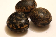 Seeds-of-Giant-Mucuna