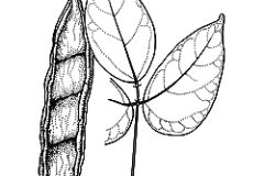 Sketch-of-Giant-Mucuna