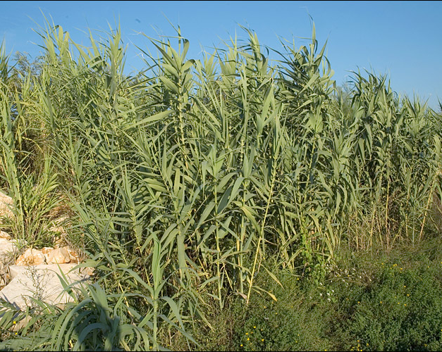 Giant-reed-plant-growing-wild