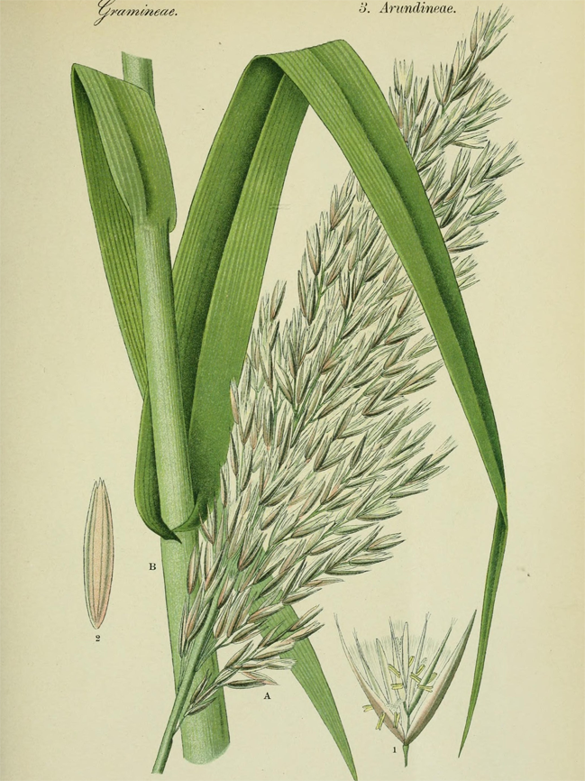 Plant-Illustration-of-Giant-reed