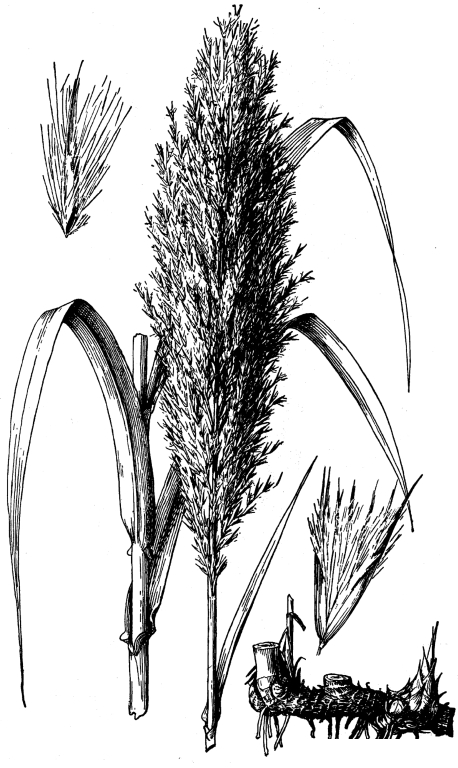 Sketch-of-Giant-reed