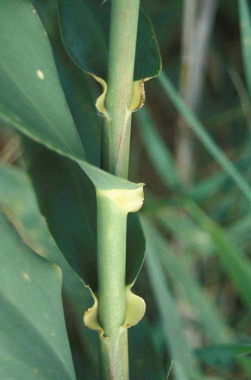 Stem-of-Giant-reed