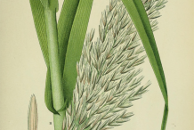 Plant-Illustration-of-Giant-reed