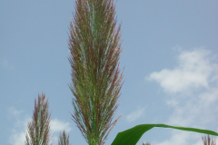 Flower-of-Giant-reed