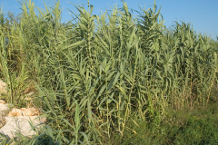 Giant-reed-plant-growing-wild