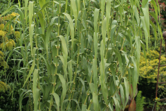 Giant-reed-plant