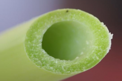 Hollow-stem-of-Giant-reed