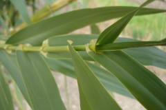 Leaves-of-Giant-reed