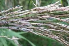 Mature-flower-heads-of-Giant-reed