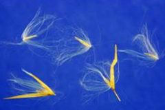 Seeds-of-Giant-reed