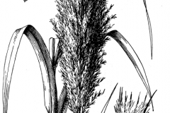 Sketch-of-Giant-reed