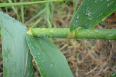 Stem-clasping-leaf-base-of-Giant-reed
