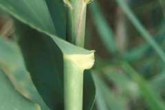 Stem-of-Giant-reed
