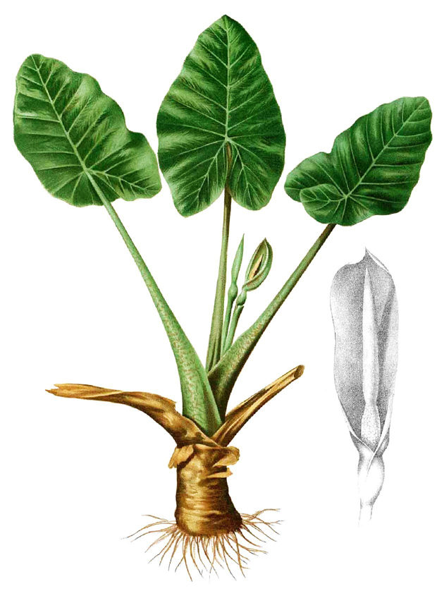 Giant-Taro-plant-illustration
