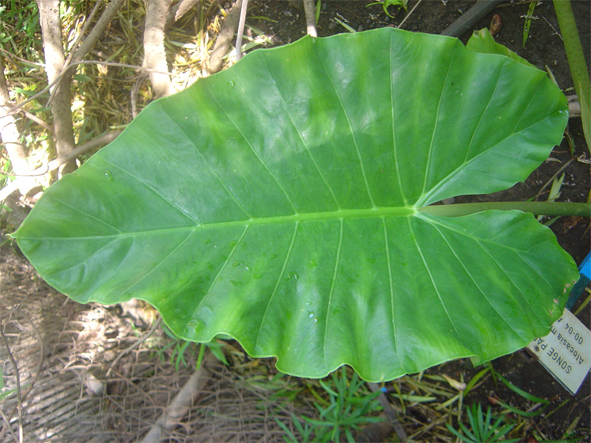 Leaves-of-Giant-Taro