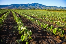 Giant-Taro-farm