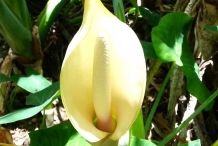 Giant-Taro-flower