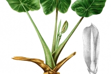 Giant-Taro-plant-illustration