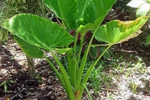 Giant-Taro-plant