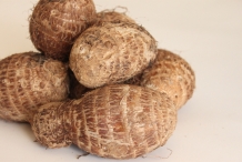 Giant-Taro-rhizome