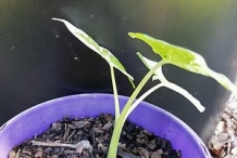 Giant-Taro-seedlings