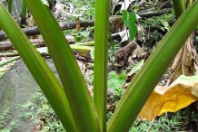 Giant-Taro-stem