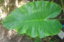 Leaves-of-Giant-Taro