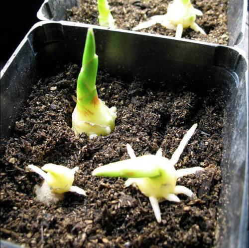 Ginger-seedlings